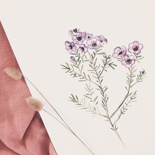 Australian Native Plant - Wax Flower Illustration Watercolour Painting Giclèe Print
