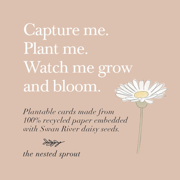Plantable Baby Milestone Cards ~ Wildflower