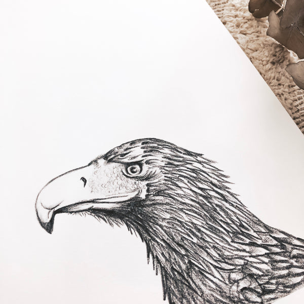 Australian Native Animal Bird - Eagle Wedge-tailed Illustration Watercolour Painting Giclèe Print